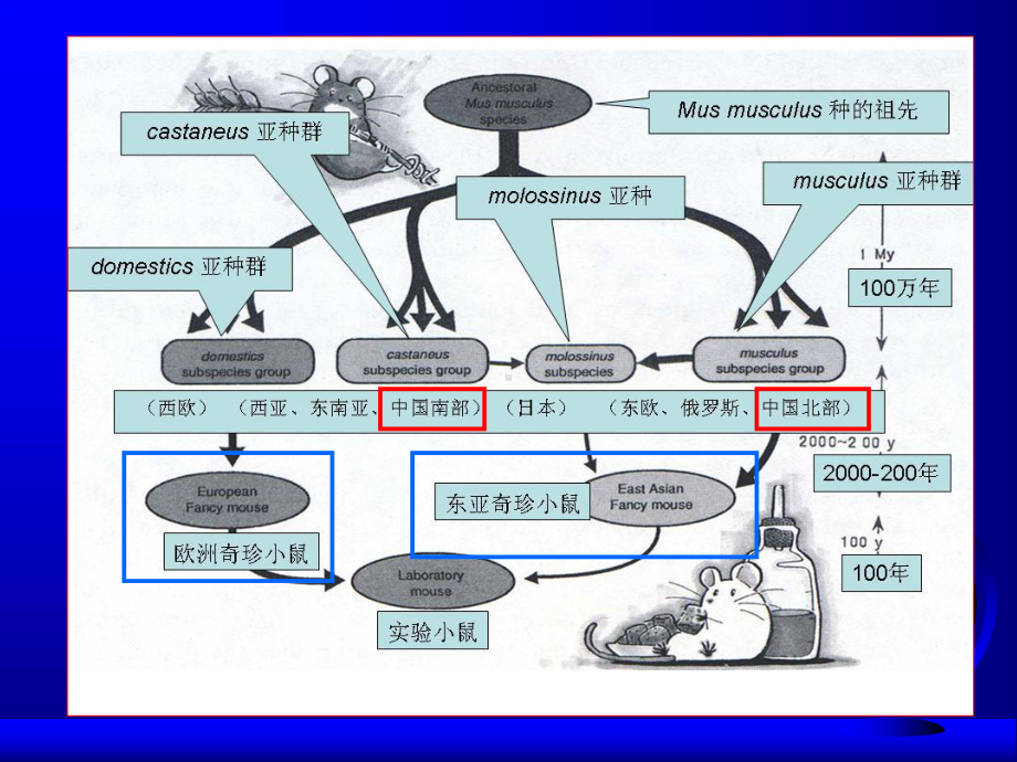 常用实验动物生物学特性课件.ppt_第3页