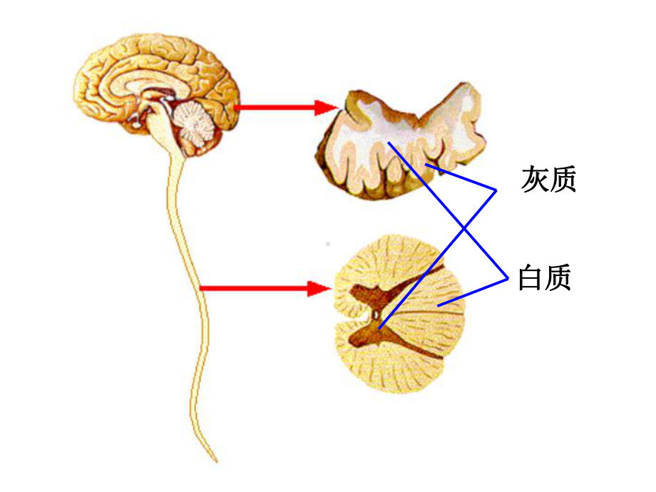 人脑的结构与功能-.共43页课件.ppt_第1页