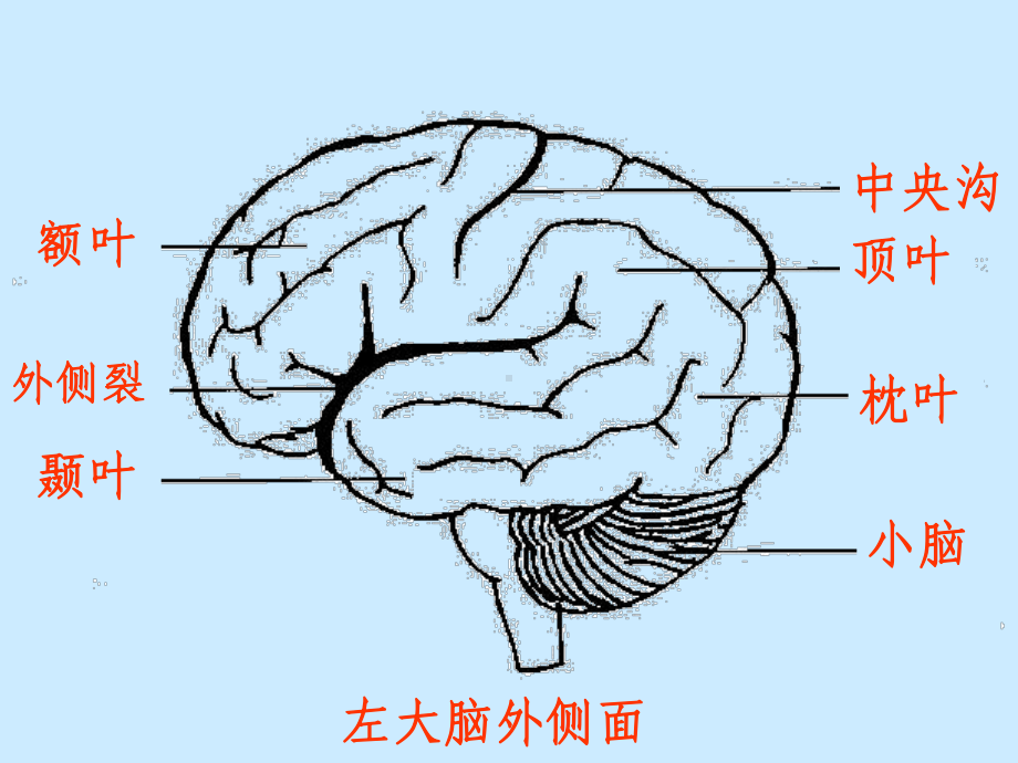 人脑的结构与功能-.共43页课件.ppt_第3页