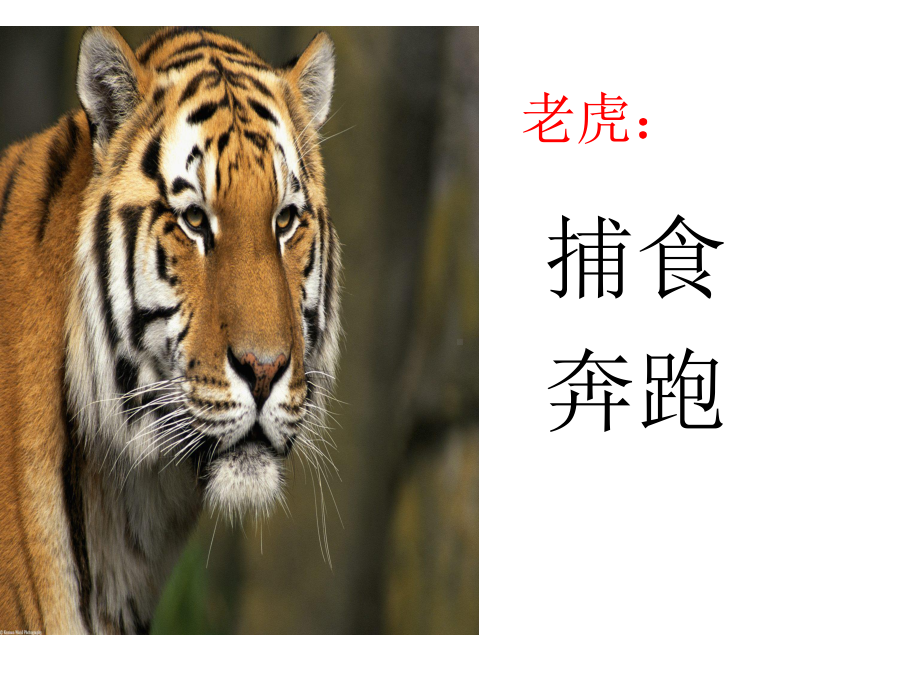 小猫咪穿鞋子课件.ppt_第3页