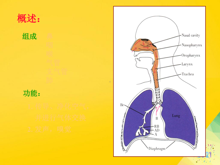 呼吸系统组织胚胎学标准版资料课件.ppt_第2页