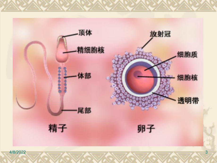 妊娠生理wan-PPT课件.ppt_第3页