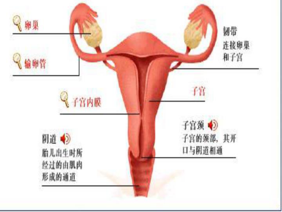 妇产科解剖生理基础-PPT课件.ppt_第1页