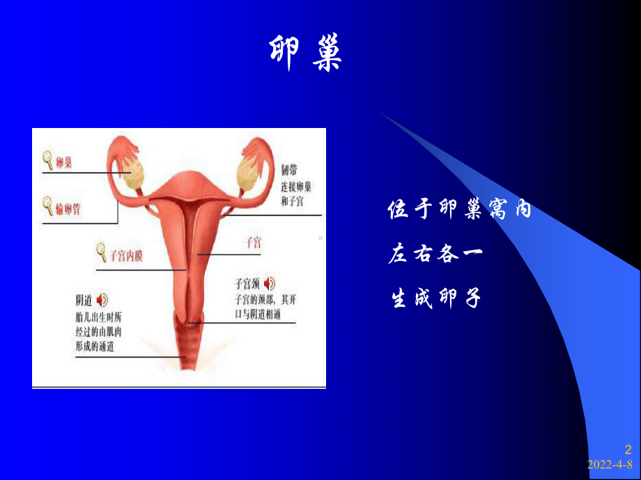 妇产科解剖生理基础-PPT课件.ppt_第2页