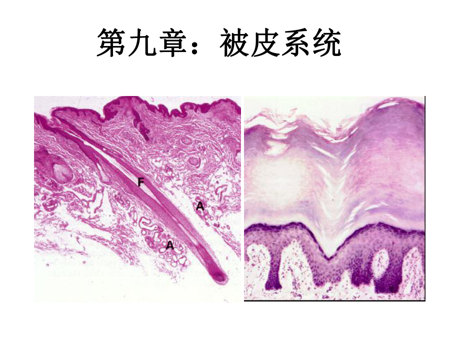 [医学]第九章皮肤 动物组织胚胎学课件.ppt_第1页