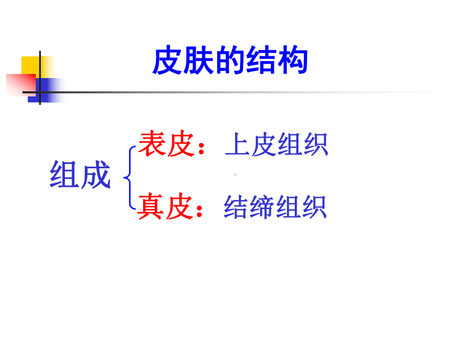 医学课件《组织胚胎学》皮肤、睾丸.ppt_第3页