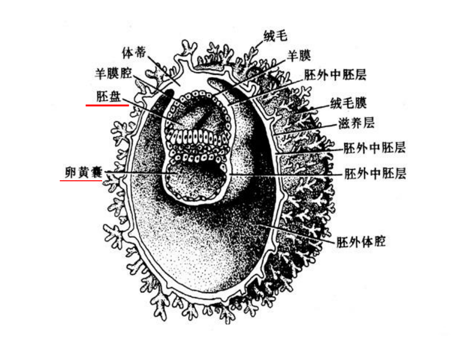 新生儿肠闭锁PPT课件.ppt_第3页