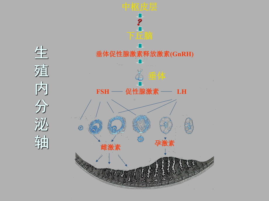 功能失调性子宫出血课件.ppt_第2页