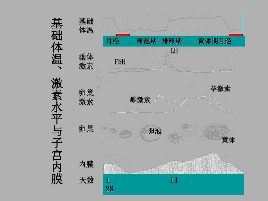 功能失调性子宫出血课件.ppt_第3页