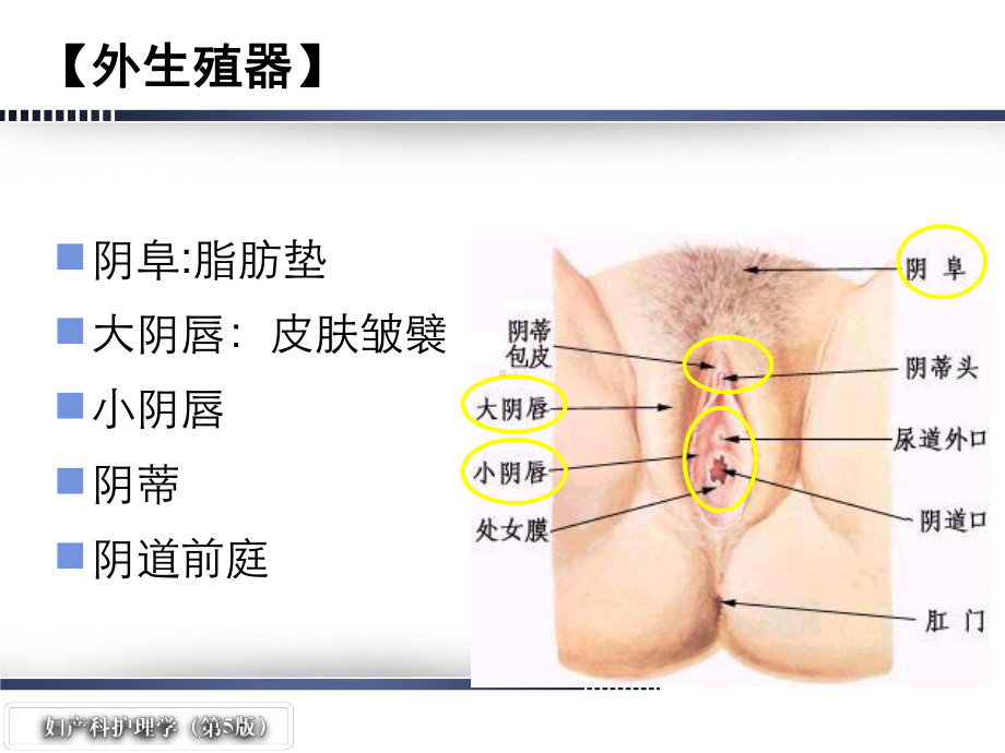 妇产科护理学第02章女性生殖系统解剖与生理概述课件.ppt_第3页