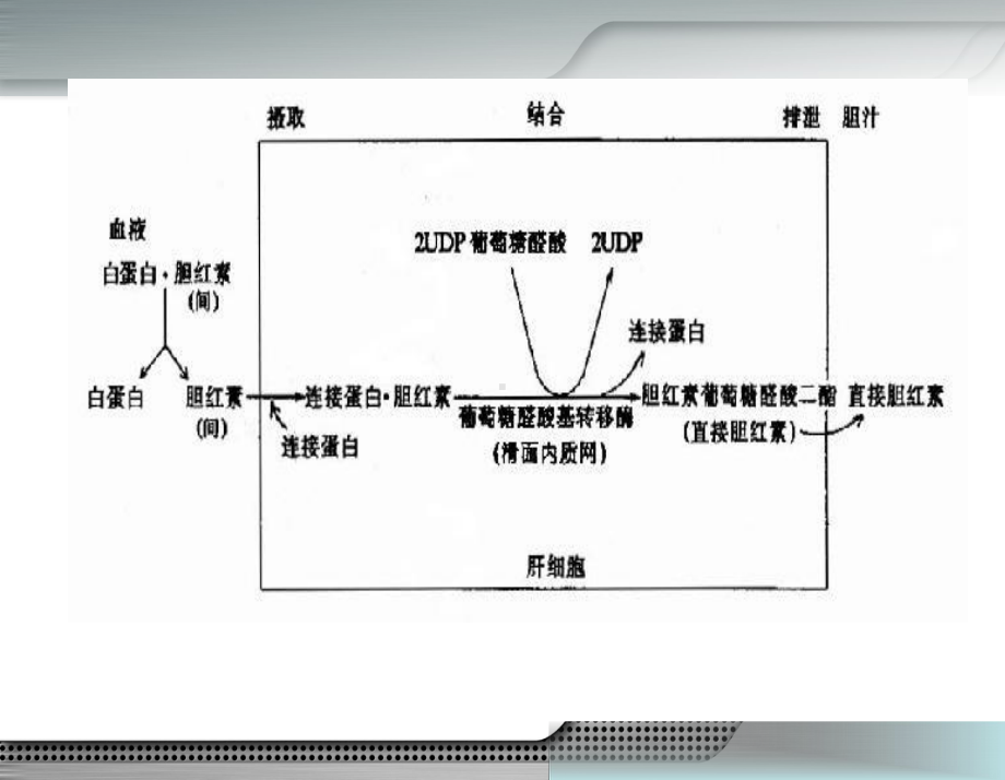 新生儿高胆红素血症专家共识PPT课件.ppt_第2页