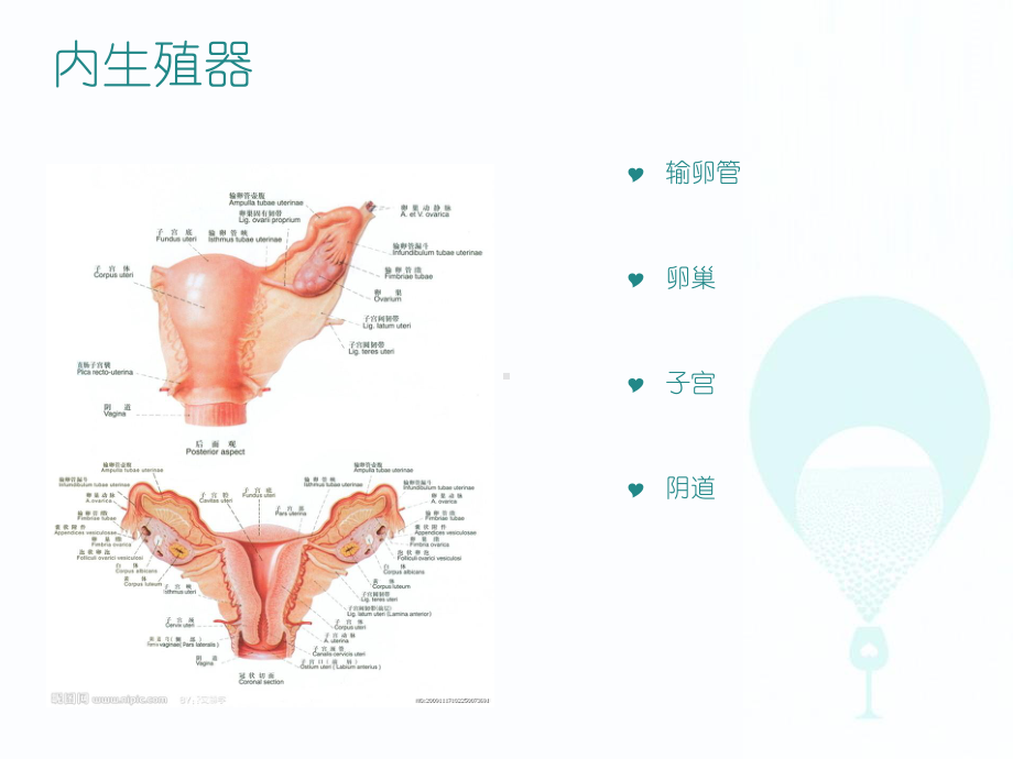 妇科炎症病人的健康教育（妇产科）-ppt课件.ppt_第3页