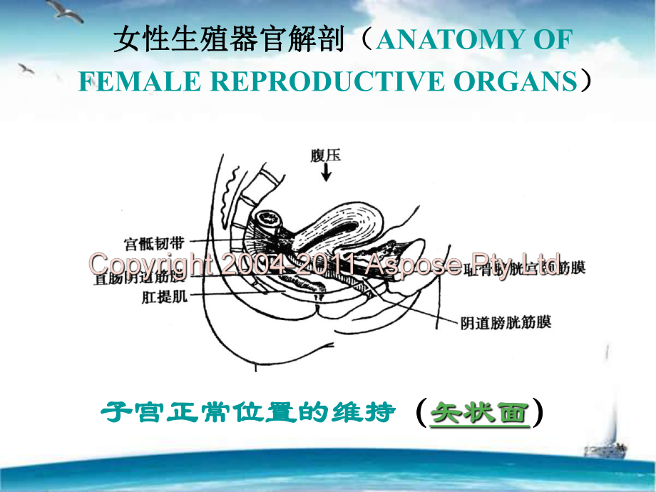 （妇产科）阴道脱垂-ppt课件.ppt_第2页