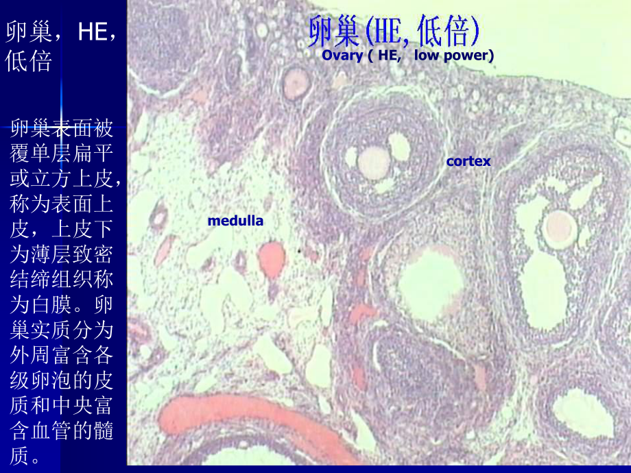 《组织学与胚胎学》教学-实验十二、女性生殖系统和皮肤课件.ppt_第3页