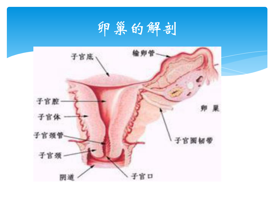 卵巢癌的护理课件.pptx_第3页