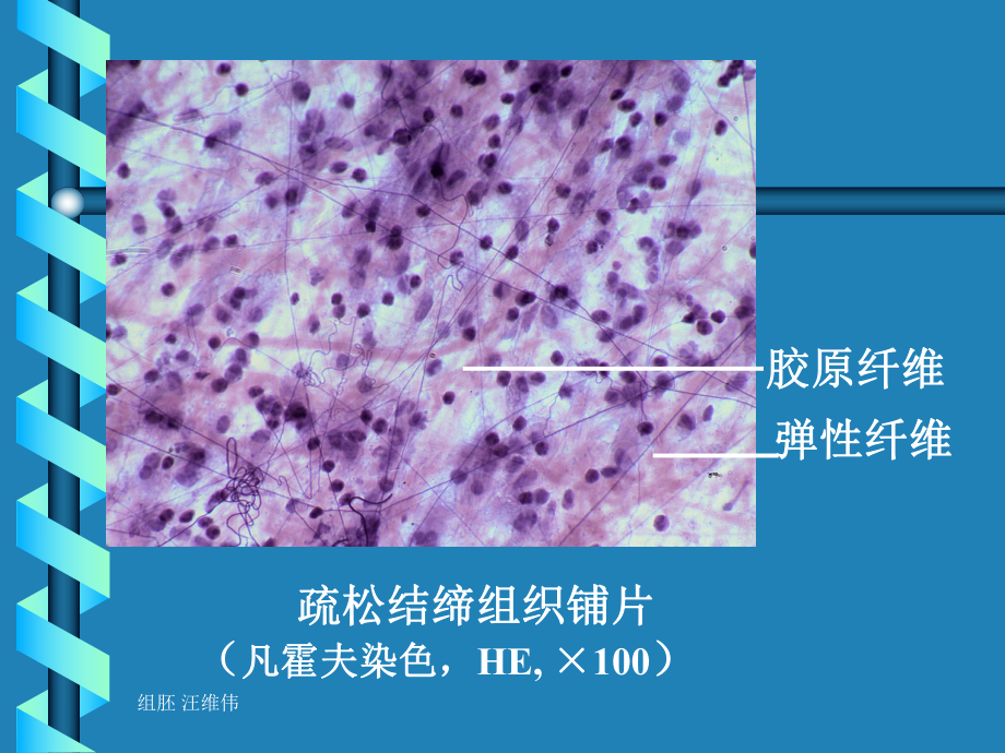 医学组织胚胎学课件-固有结缔组织.ppt_第2页