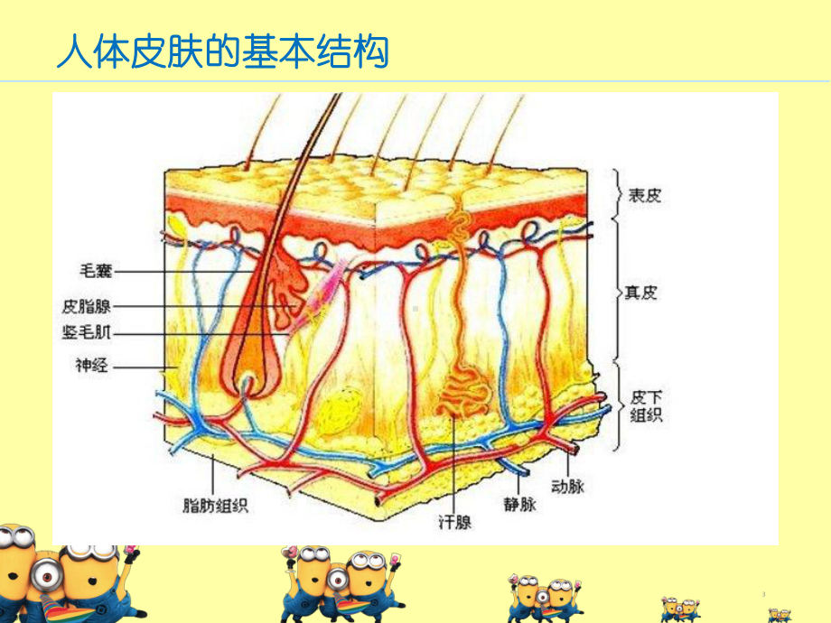 新生儿皮肤评估与护理1课件.ppt_第3页