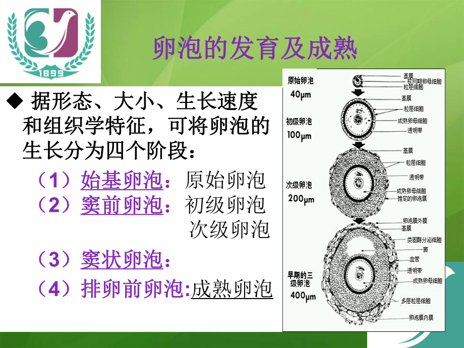 卵泡的生长发育和卵巢低反应-ppt课件.ppt_第3页