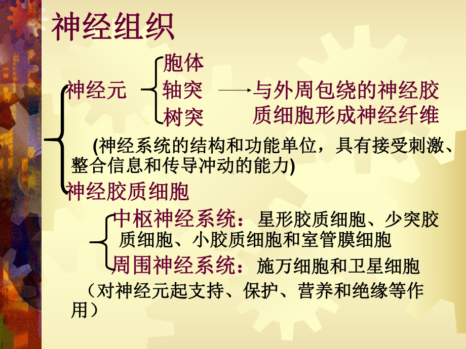 《组织学与胚胎学》教学-神经组织和神经系统课件.ppt_第3页