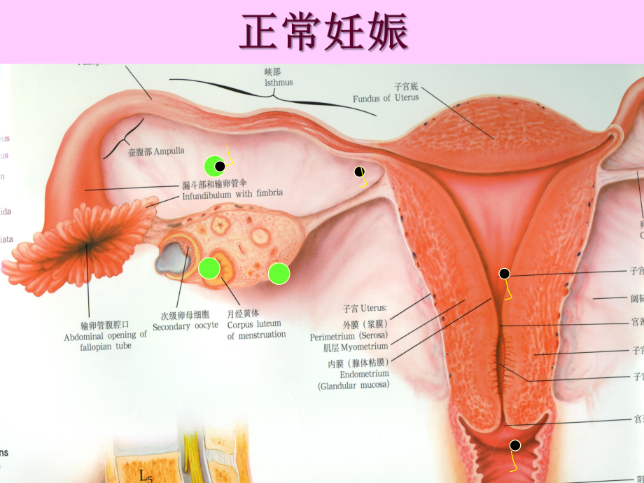 最新-妊娠医学妇产专业医学课件.pptx_第3页