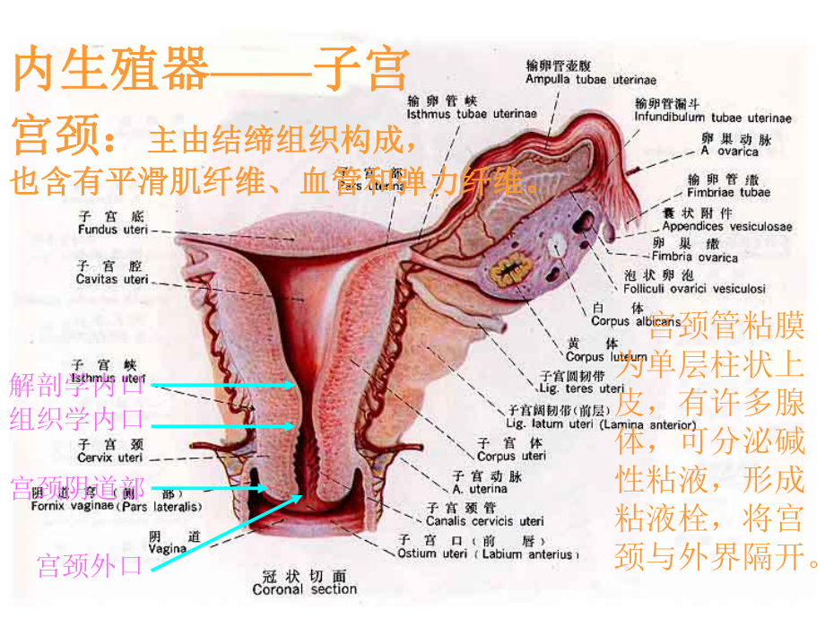 妊娠、分娩和产褥期疾病病人的护理课件.ppt_第3页