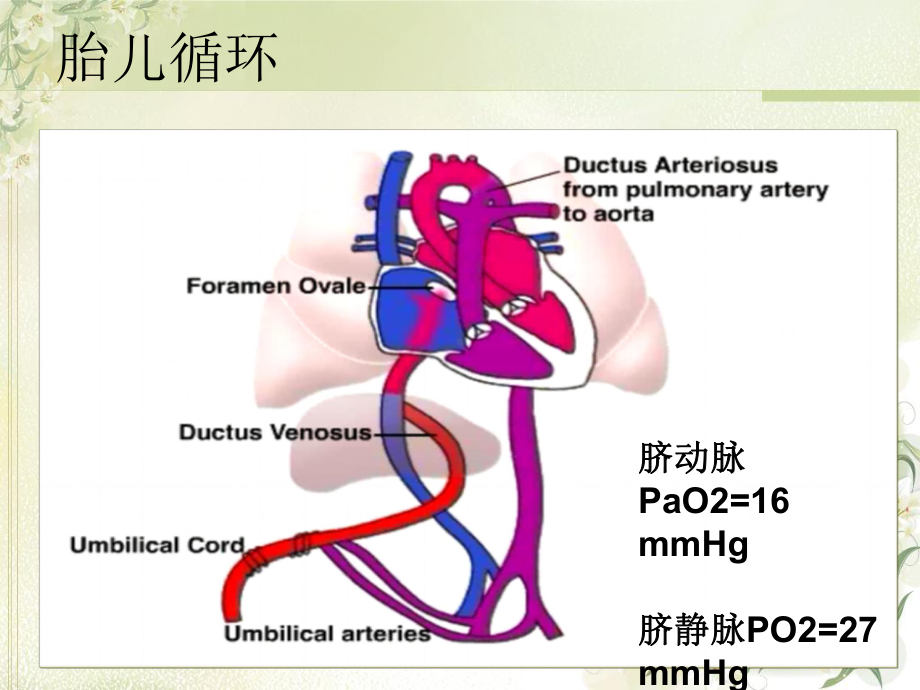 PPHN-新生儿持续肺动脉高压课件.ppt_第2页