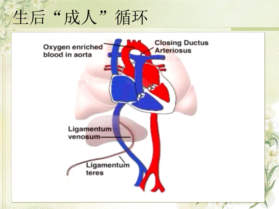 PPHN-新生儿持续肺动脉高压课件.ppt_第3页