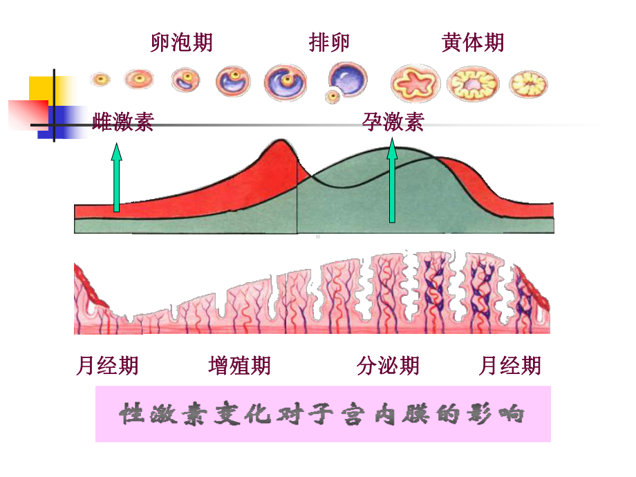 月经周期和激素变化规律共92页课件.ppt_第2页