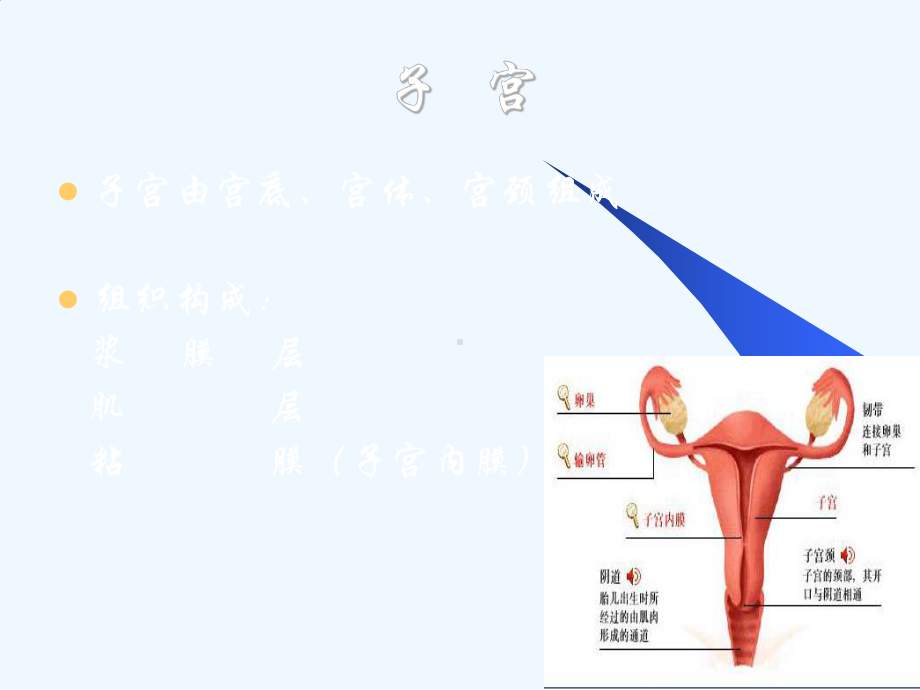 妇产科解剖生理基础课件.ppt_第3页