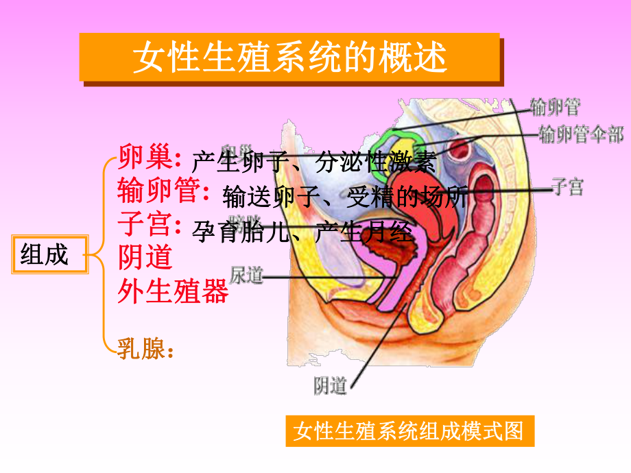 卵巢发育与生殖机理课件.ppt_第2页