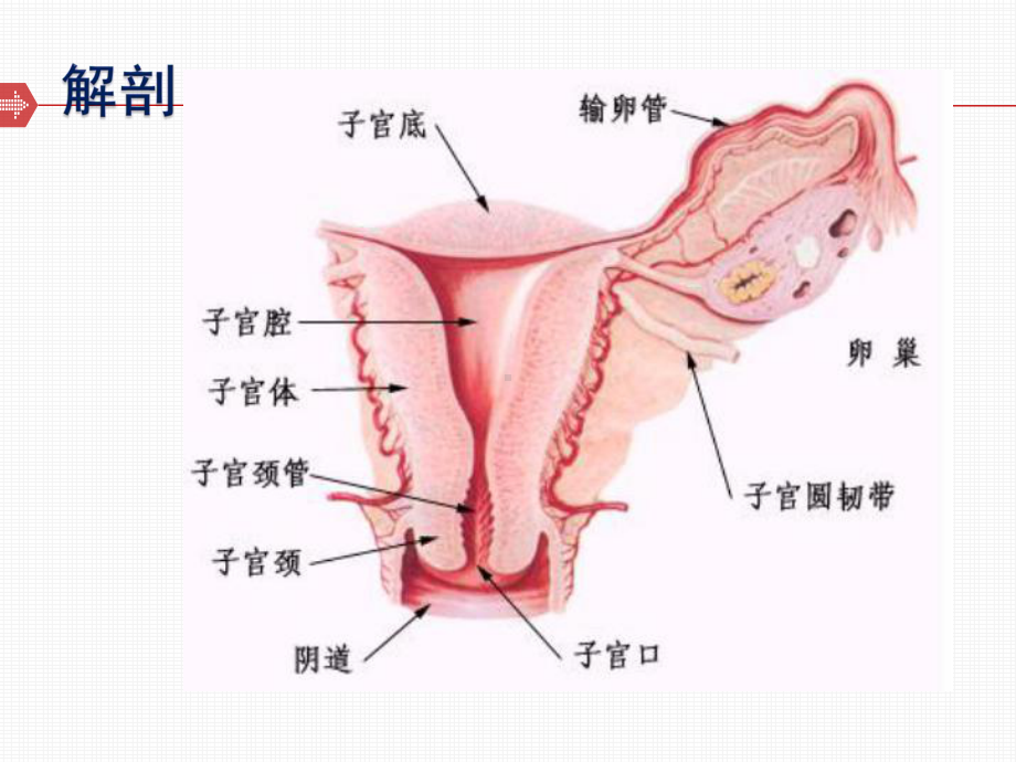 中医妇科学妊娠病(异位妊娠)-ppt课件.ppt_第3页