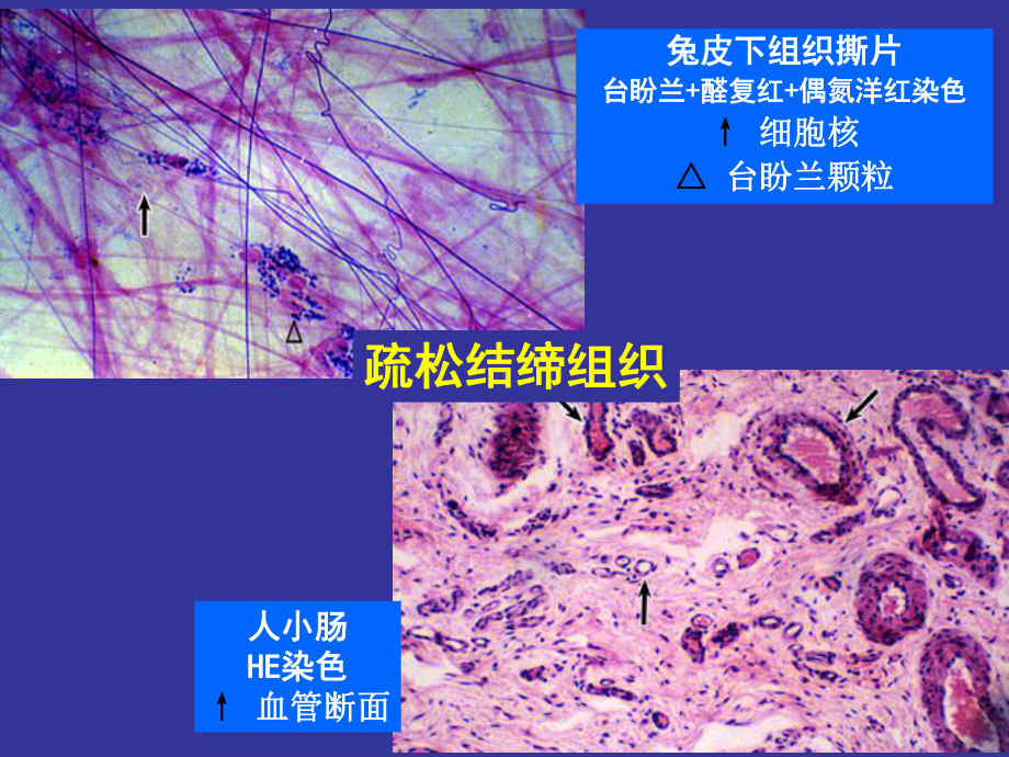 上海交通大学医学院组织胚胎学课件第三章 结缔组织.ppt_第2页