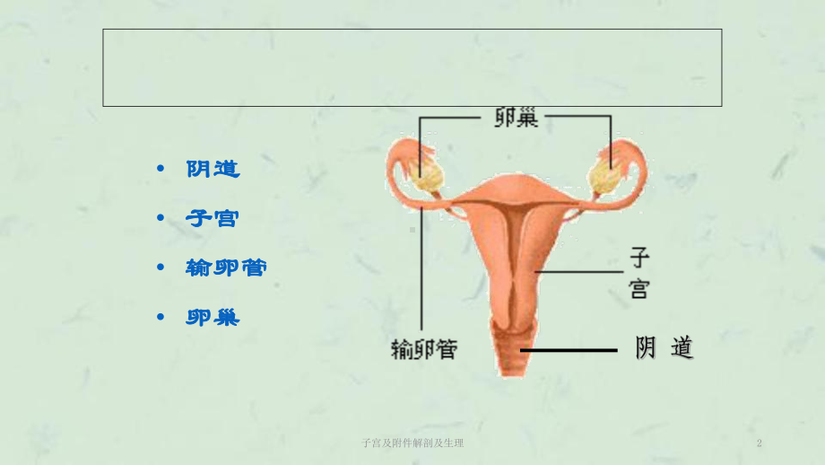 子宫及附件解剖 生理课件.ppt_第2页