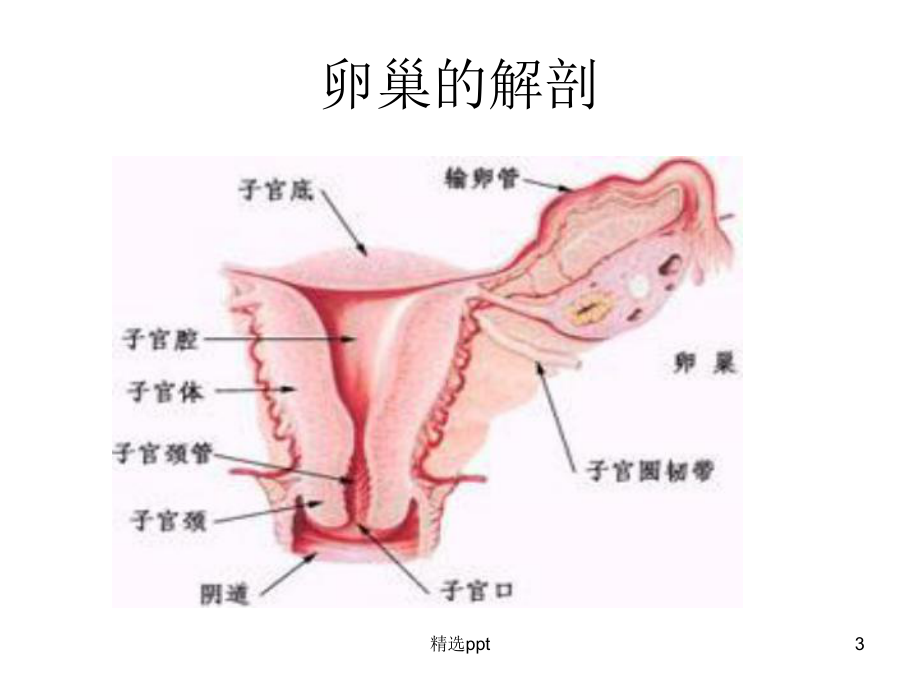 卵巢癌的护理ppt课件ppt