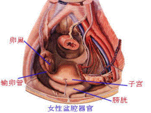 卵巢囊肿专题知识讲座课件.ppt