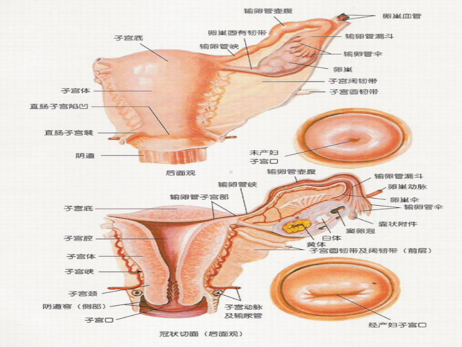 子宫颈和子宫腔手术-ppt课件.ppt_第3页