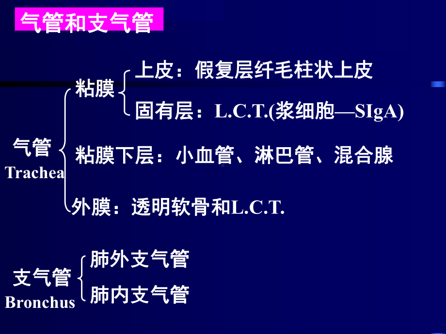 呼吸系统-组织胚胎学课件.ppt_第3页