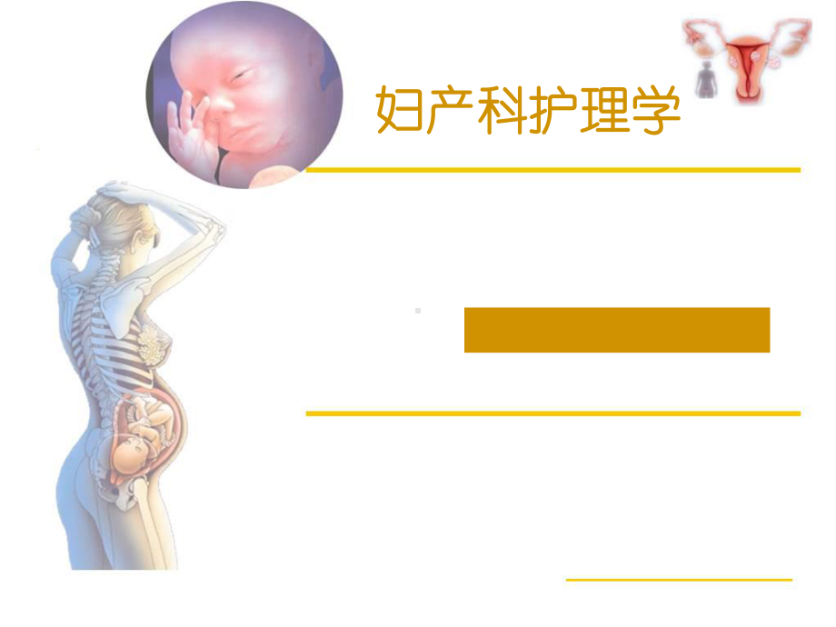 《妇产科解剖学》女性生殖系统解剖-ppt课件.ppt_第1页