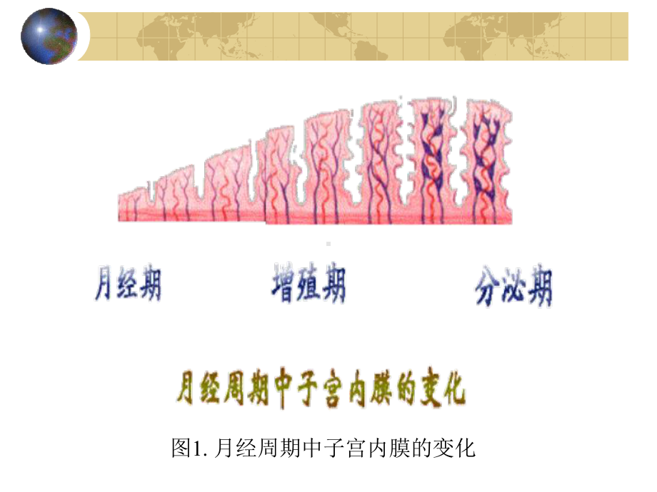 卵巢周期及其激素分泌的调控课件.ppt_第3页