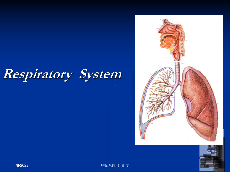组织学与胚胎学-呼吸系统-ppt课件.ppt_第1页