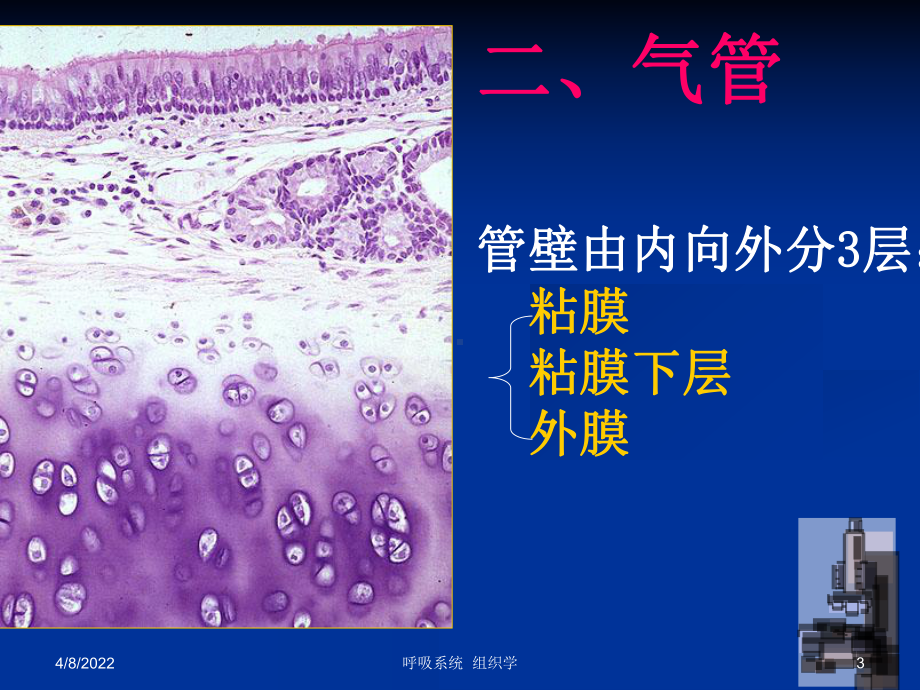 组织学与胚胎学-呼吸系统-ppt课件.ppt_第3页