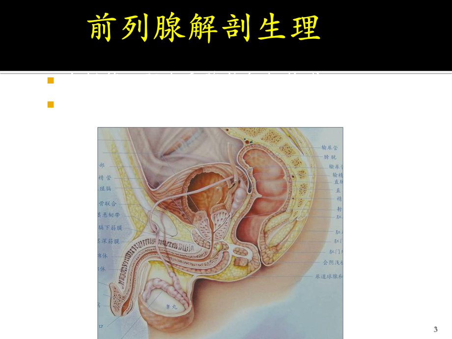 腹腔镜下前列腺癌根治术ppt课件.pptx_第3页