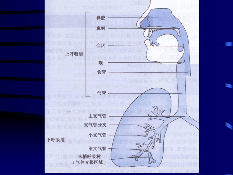 组织胚胎学课件-呼吸系统.(护理)ppt.ppt_第2页