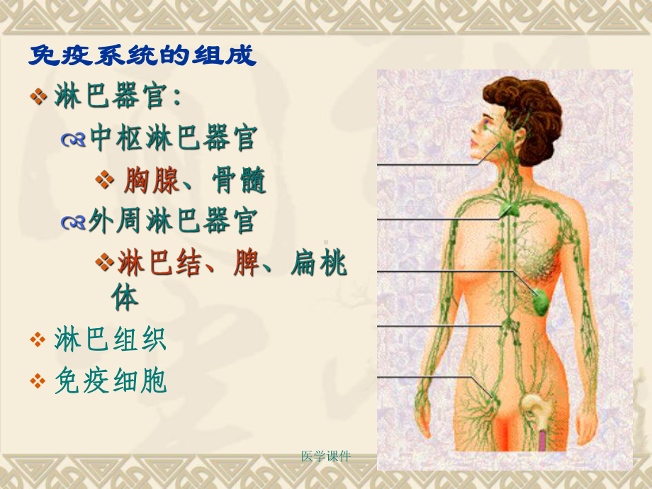 组织学与胚胎学免疫系统-PPT课件.ppt_第3页