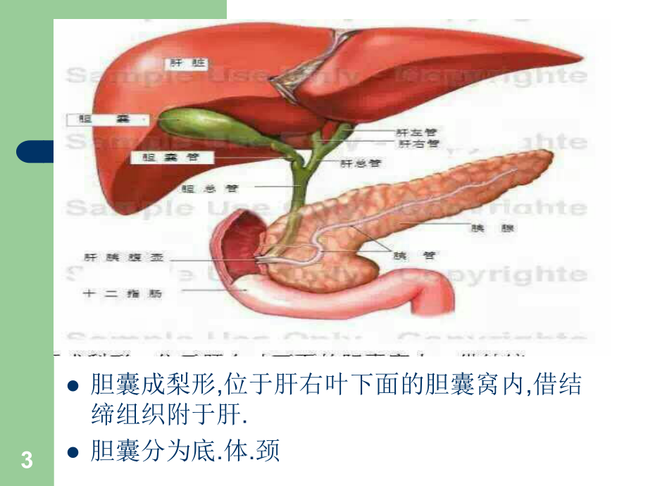 腹腔镜下胆囊切除术PPT课件1.ppt_第3页