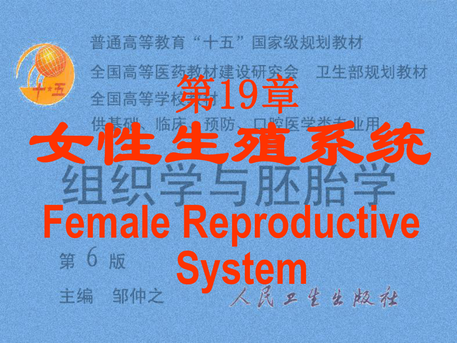 组织胚胎学-女性生殖系统-PPT课件.ppt_第1页