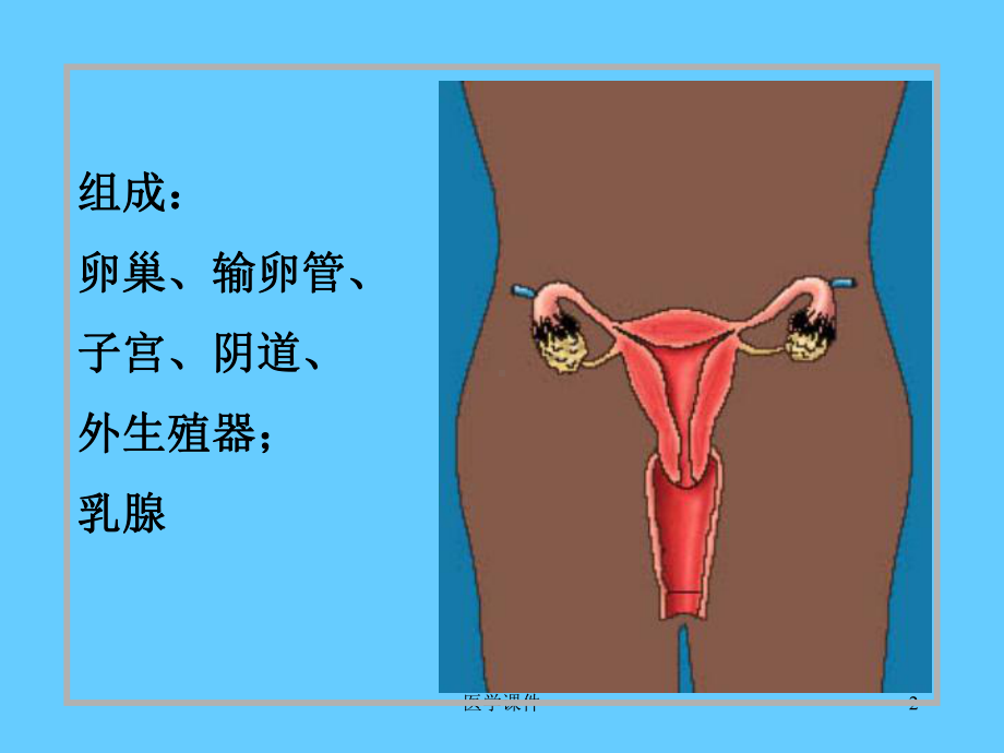 组织胚胎学-女性生殖系统-PPT课件.ppt_第2页