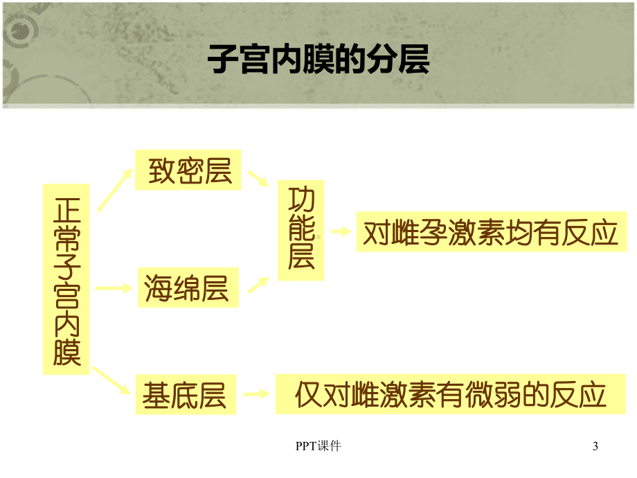 正常子宫内膜的周期性变化-ppt课件.ppt_第3页