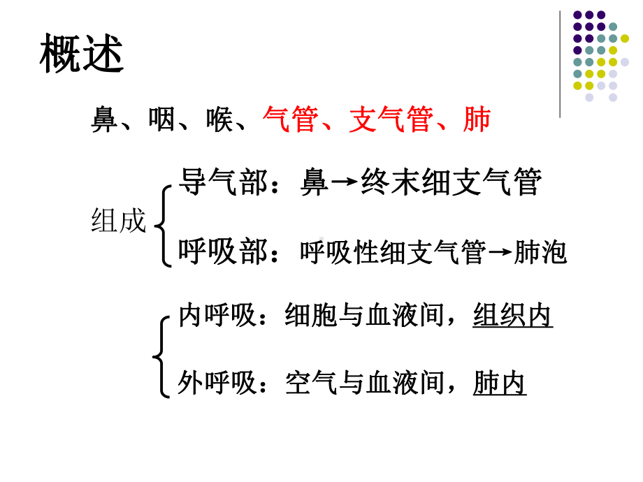 第十一章呼吸系统 动物组织胚胎学课件.ppt_第3页