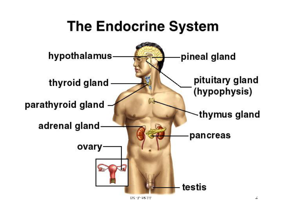 组织学与胚胎学-内分泌系统-(2)-PPT课件.ppt_第2页